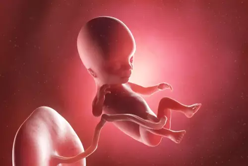 تطور الجنين خلال الحمل